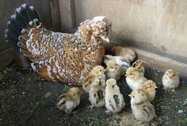продаю дойную козу: Продаю | Куры, Цыплята, Инкубационные яйца | Домашняя | Для разведения, Несушки