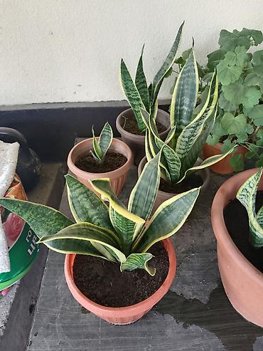 тещя: Сансевиерия (Sansevieria trifasciata, «щучий хвост», «тещин язык») в — 6