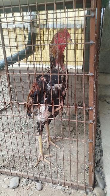 кошка купить бишкек: Продаю | Куры — 4