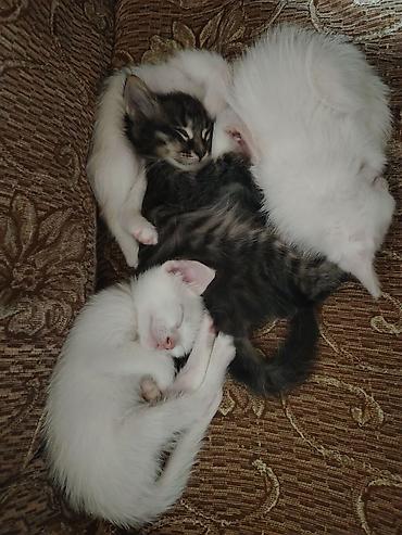 Pişiklər: Türk anqora, Erkək, Dişi, Yaxşı əllərə, Pulsuz çatdırılma — 5