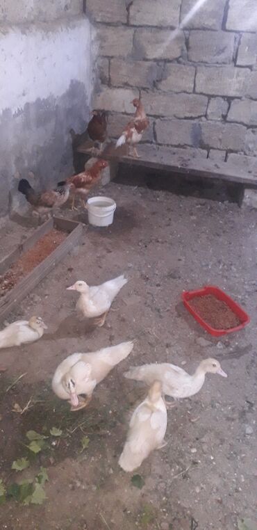 cins ineklerin qiymeti: Lal ordey balalari colpalar Təsvir: - Şəkildə müxtəlif sayı olan açıq