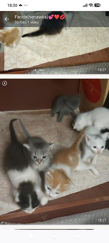 ev iti ucuz: Sevimli balaca pişiklər – bir neçə rəngdə və naxışda: - Rənglər — 4