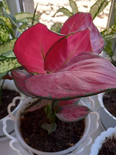 Антуриумы: Антуриум (Anthurium andreanum) в горшке. - Эффектные красные — 13