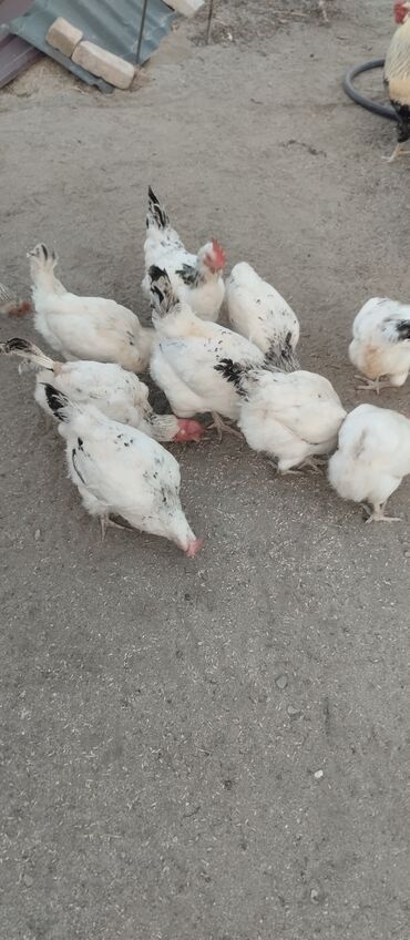 alabaxta quşu: Salam hamısı sağlam toylaqdir yurmutlayir 2 ilik dir 27 ədəddir