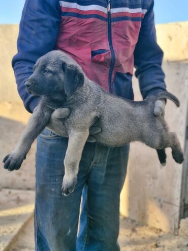 İtlər: Kanqal, 2 ay, Erkek, Peyvəndli, Ünvandan götürmə, Rayonlara çatdırılma, Ödənişli çatdırılma — 9