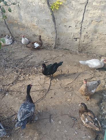 at satisi: Lal ördek Ler lavanda öküzü zümrüdü Macar 2 dişi 1 erkek 120 mnt tek — 6