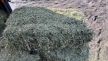 Корма для с/х животных: Сено в тюках 2 кос беде самовывоз - Формат: прямоугольные тюки — 5