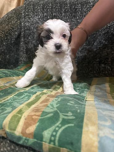 İtlər: Pudel, 1 ay, Dişi -da lalafo.az — 1 İtlər: Pudel, 1 ay, Dişi — 1