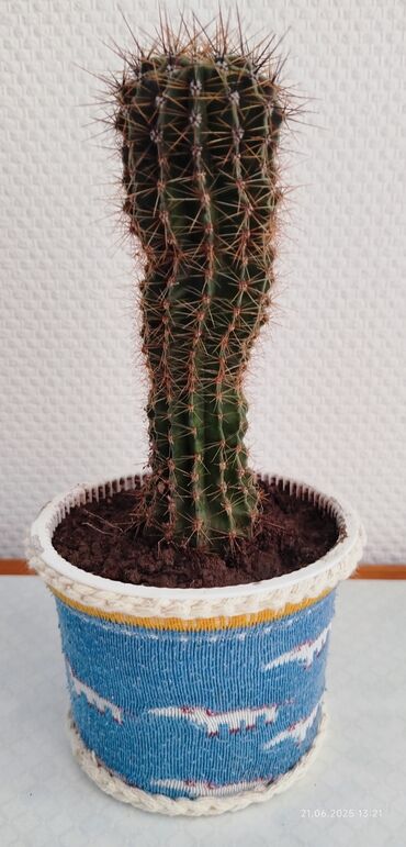 растение для дома и офиса: Кактус 🌵 цветущий, граммофон, уже большой,6 лет, - 250 сом. Декабрист