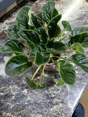 Фиалки и глоксинии: Сортовые фиалки С зелёными цветами по 350 С цветочками по 300с Без — 4