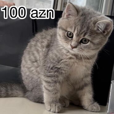 sort pişik: Tabbi, Dişi, Yaxşı əllərə, Ünvandan götürmə
