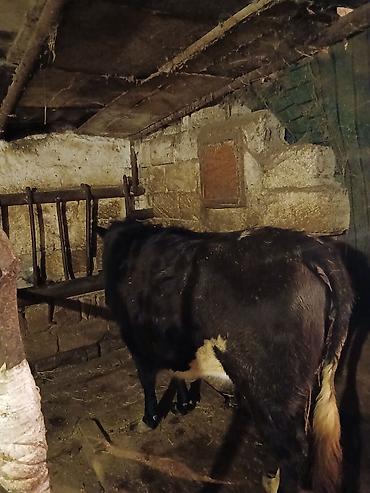 Inəklər, öküzlər: 1 ci qarına düyədi balalamağına bir aya on gün qalıb heyvan özü yaxşı -da lalafo.az — 5 Inəklər, öküzlər: 1 ci qarına düyədi balalamağına bir aya on gün qalıb heyvan özü yaxşı — 5