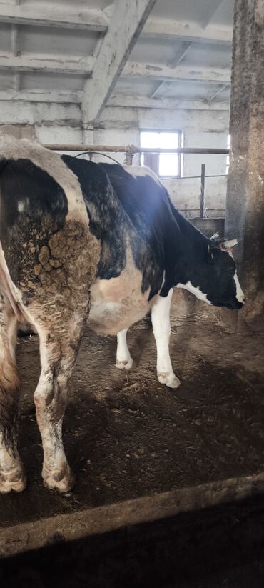 Коровы, быки: Продаю | Корова (самка) — 20