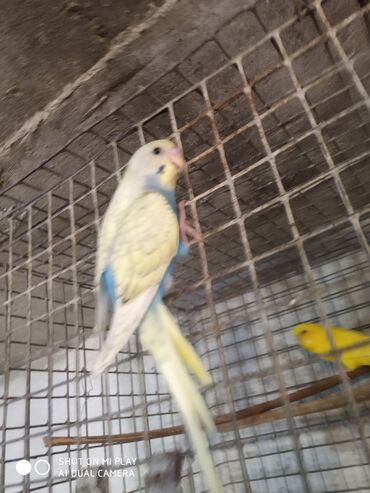 Tutuquşları: Valnisti papuqaylar satilir tutuquşular coxdu renbow var onun qiyməti — 4