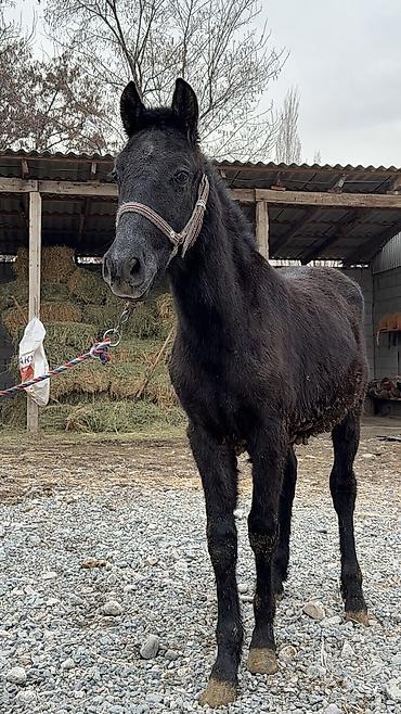 Лошади, кони: Продаю | Кобыла (самка) | Для разведения | Племенные — 4
