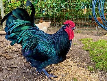 Toyuq, Australorp, Damazlıq lalafo.az -da Toyuq, Australorp, Damazlıq