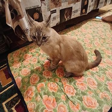 вислоухие кошки бишкек: Кошка даром: Тайская, 10 месяцев, Мальчик, Приучена к лотку — 1