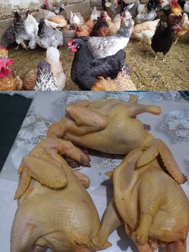 купить домик для кошки недорого: Продаю | Куры, Петух, Цыплята | Домашняя | На забой, Для разведения, Несушки