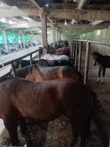 Лошади, кони: Жылкы, семиз бээ,айгыр,байтал,бышты,кунан,тай' сойуп бышырып жеткизип — 7