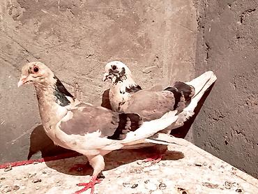 lələkli heyvanlar: Hazır cüt göy cepler satışda şekil gece çəkilib sağlam heyvanlardır — 1