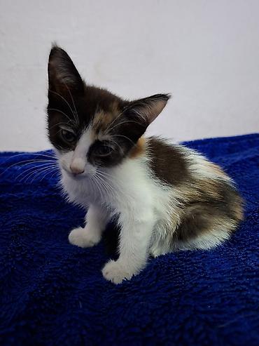 где купить котят: Отдаю котят в добрые руки 1 мальчик звать Кексик возраст 4 месяца — 3