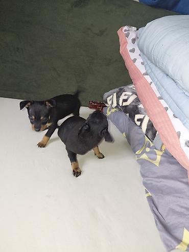 Продажа собак: Миниатюрный пинчер, 1 месяц, Самец, С прививкой — 3