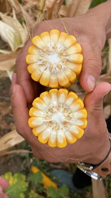 Зерновые культуры: Семена и саженцы Кукурузы, Самовывоз, Платная доставка