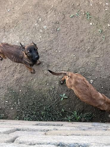 alabay disi: Belçika çoban iti, 3 ay — 5