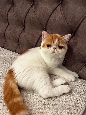 Mačke: Na prodaju egzotični kratkodlaki mačići (Exotic Shorthair) — 6
