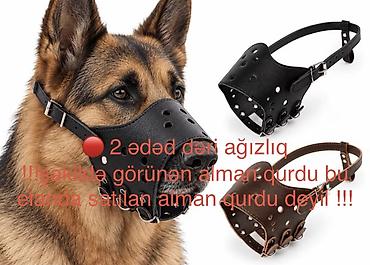 it üçün kemer: Alman çoban iti, 1 il, Erkək, Peyvəndli, Ünvandan götürmə, Pulsuz çatdırılma, Ödənişli çatdırılma — 8
