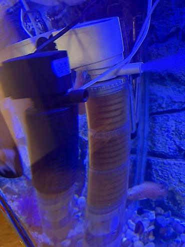 Akvariumlar: Аквариум - 2 м ( 7,000 Манат Цена -da lalafo.az — 7 Akvariumlar: Аквариум - 2 м ( 7,000 Манат Цена — 7