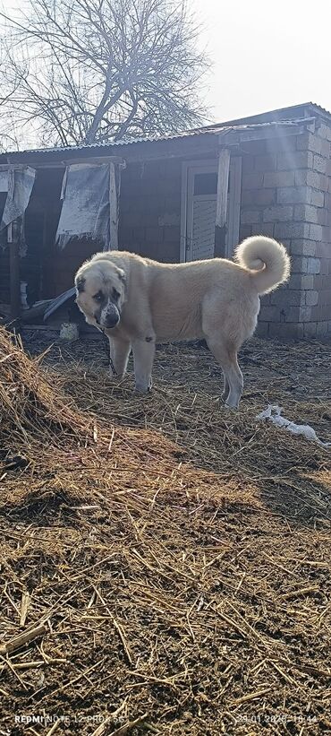 ит мурун: Kangal, 2 года, Самец, С прививками, Самовывоз, Платная доставка, Доставка в районы