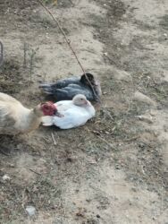 İtlər: Başlıq: Lal ördek satılı Açıqlama: Lal ördək (muscovy) satılır