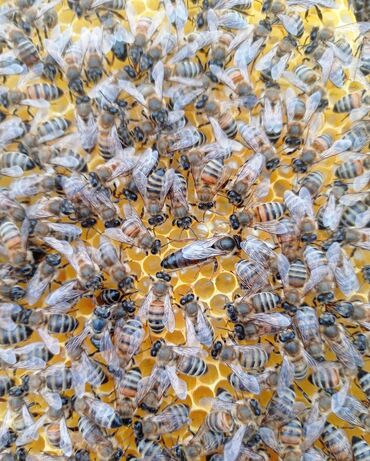 ari ailesi: Karnika arı ailəsi satılır 200 manat