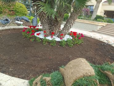 Şitillər: Qazon satışı enli yarpaq danimarka toxumuyla əkilmə qazon satışını -da lalafo.az — 12 Şitillər: Qazon satışı enli yarpaq danimarka toxumuyla əkilmə qazon satışını — 12