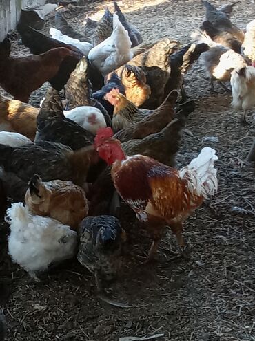 кеклик бишкек: Продаю домашних кур (куры хорошие мамы) есть петушки lalafo.kg да кеклик бишкек: Продаю домашних кур (куры хорошие мамы) есть петушки
