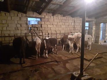 Dana, buzov: Dana, buzov, Dişi, ay: 1, 100 kq, Ətlik, Ünvandan götürmə, Ödənişli çatdırılma — 4