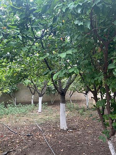 binə qəsəbəsində torpaq satılır: KİRALİQ heyet evi tam her seyi var Şəmkir Kür qəsəbəsi - Yataq otağı — 9