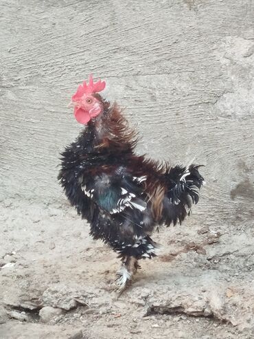 cuce ve xoruz temsili: Xoruz, il: 1, Ünvandan götürmə