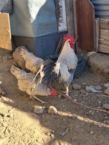 heyvan bazari inekler: Курица, Для разведения