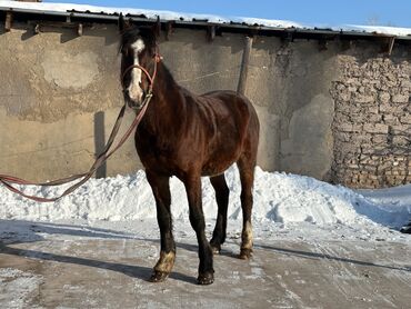 Лошади, кони: Продаю | Конь (самец)