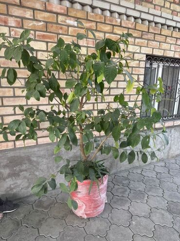 банановое дерево комнатное купить: Крупное комнатное растение в горшке (Лимон) - Вид