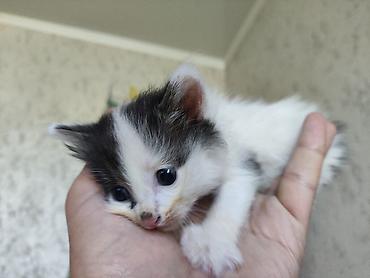 котята норвежской лесной кошки: Майнкун метисы Отец - дворовой крутыш🦁(крупный) Мать - Майнкун к — 7