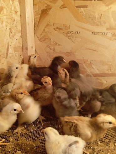 Куры, петухи: Продаю | Цыплята | Для разведения — 4