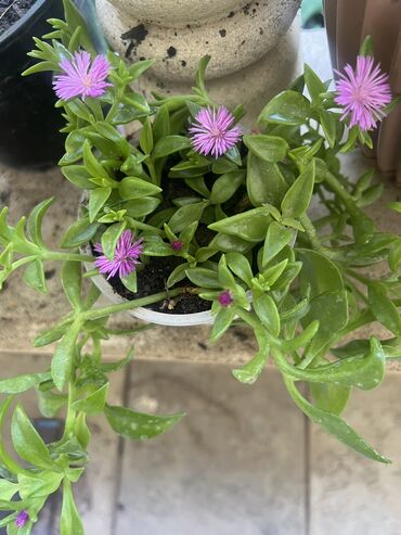 Xalçalar: Xalça -da lalafo.az — 17 Xalçalar: Xalça — 17