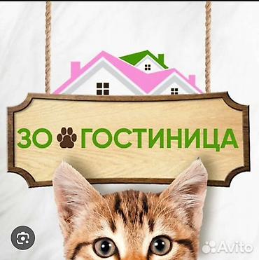 няня для кошек: Домашняя передержка животных без клеток и вольеров - Временная — 1