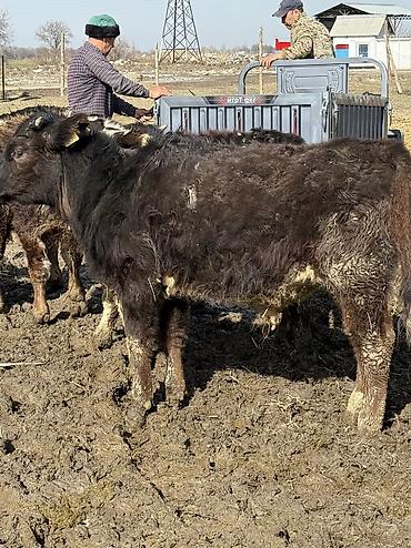 Коровы, быки: Продаю | Музоо, торпок | На откорм — 2