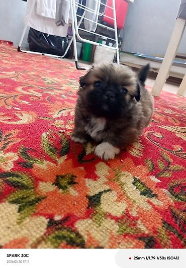 İtlər: Pekines — 2