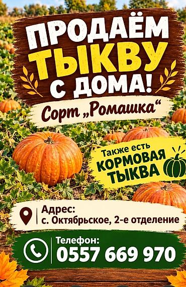 фулл сливы: Тыква с хозяйства - Сорт: «Ромашка» - Также в наличии: кормовая — 4