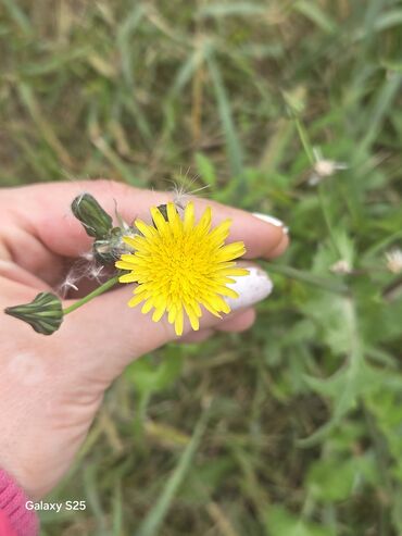Aksesoari za kosu: Ukrasni leptir šnala – roze - Dekorativni leptir u intenzivnoj roze — 1